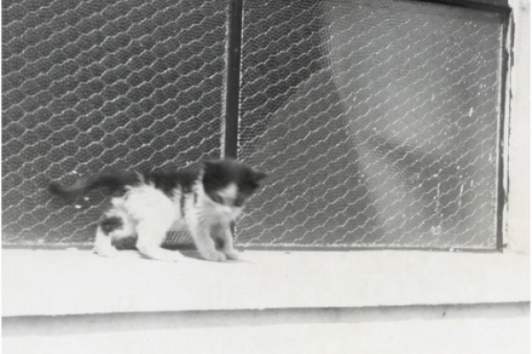 This kitten was photographed during the construction of the first RJS building and is christened the first RJS cat.  We have no idea of its name (or gender) so we have given it the name “RJ”